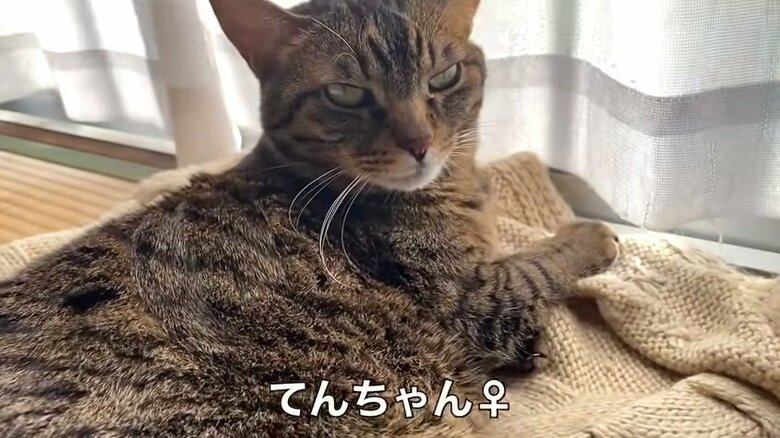 ふくちゃんの“先輩”のてんちゃん