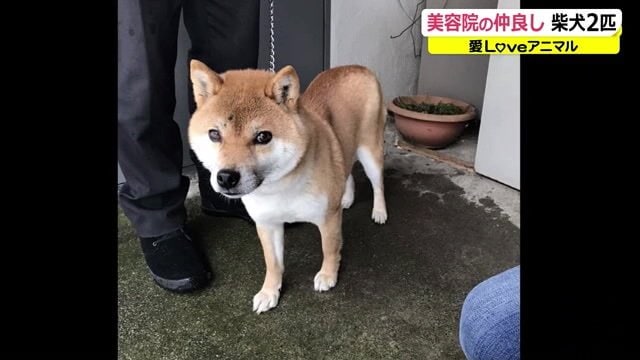 発見時、華ちゃんの後ろ足は骨折していた
