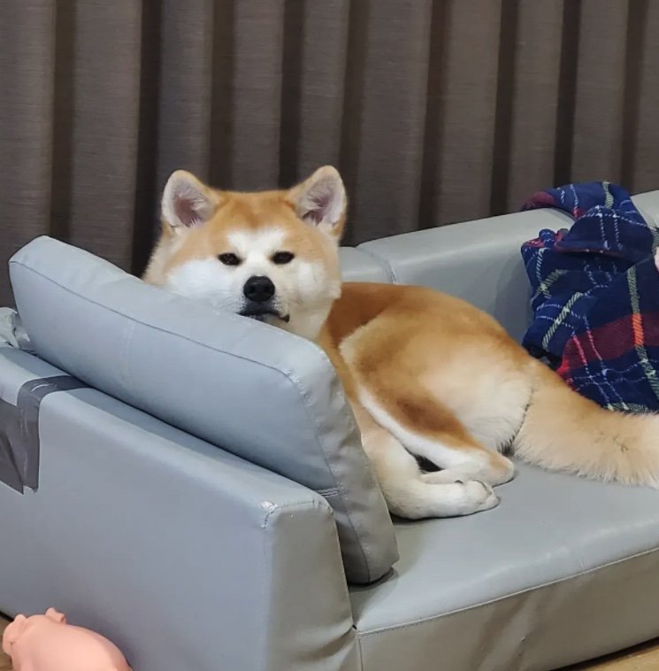 提供：秋田犬 杏(あん)と蓮(れん)さん