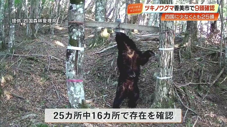 胸に白い三日月模様があるツキノワグマ