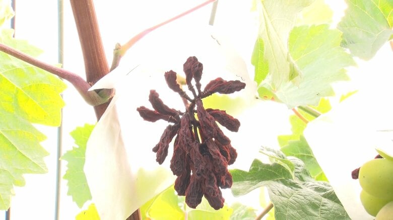 しわしわになってしまったブドウ