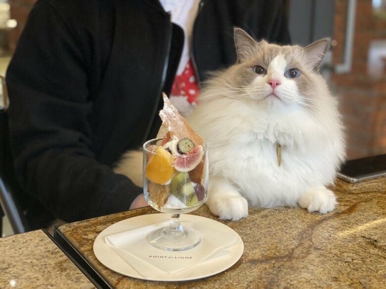 カフェでくつろぐロイくん（提供：ロイくん@roy201108さん）