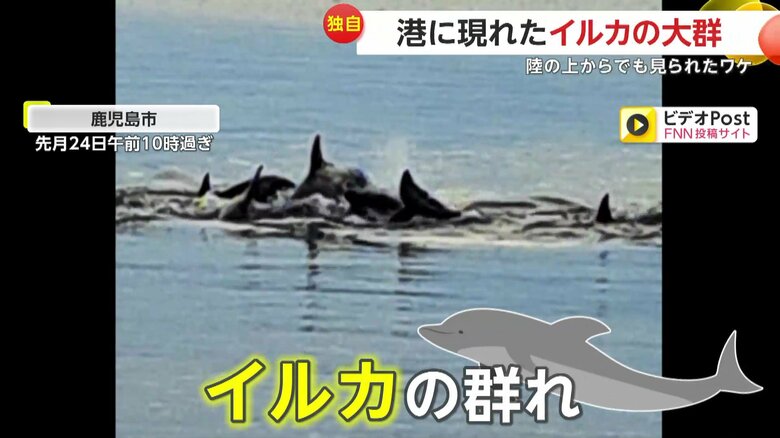 鹿児島市の港で撮影されたイルカの群れ
