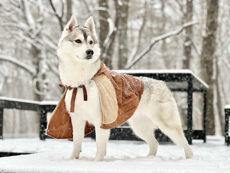 提供：ハスキーいちみちゃんと田舎暮らしさん