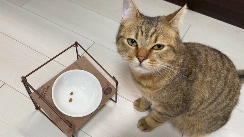 ご飯これだけ？