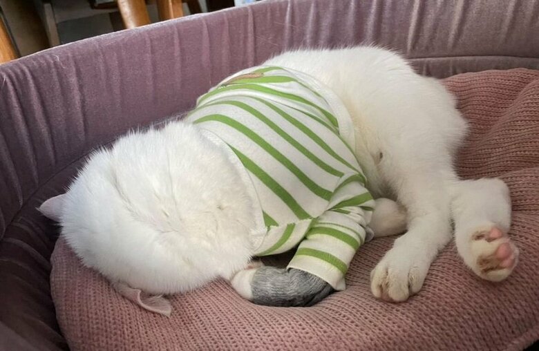 ごめん寝っぽい感じの寝方