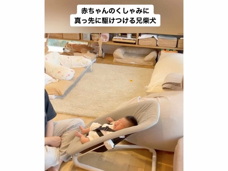 赤ちゃんを見ている柴犬が奥にいる（提供：柴犬りんご郎 YouTube ）