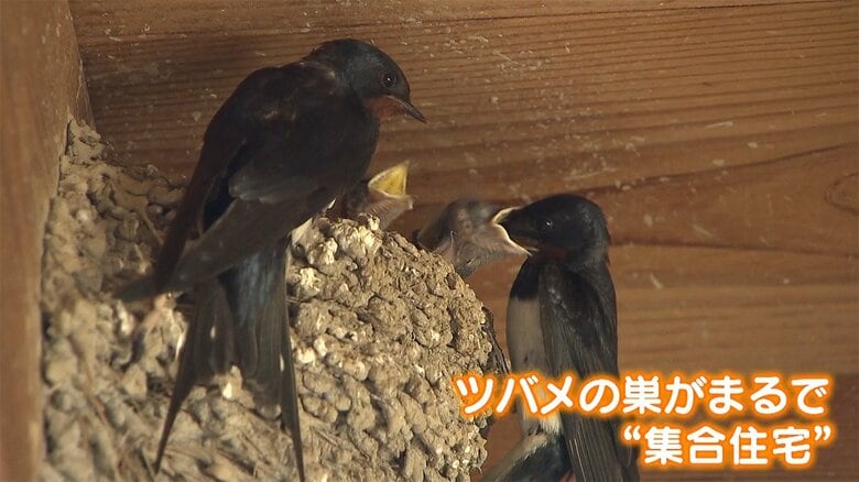 ヒナにえさを与える親鳥