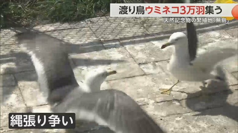 縄張り争いをする2羽のウミネコ
