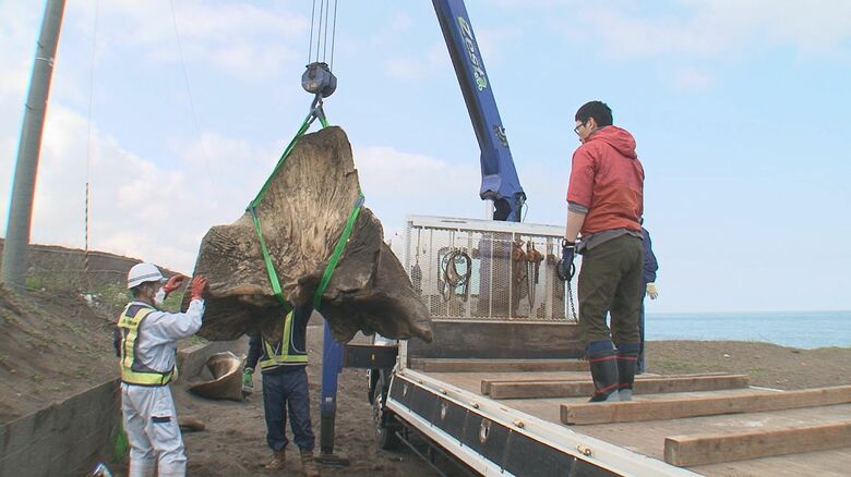 マッコウクジラの骨