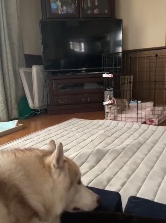 提供：ココとイチのままちゃん