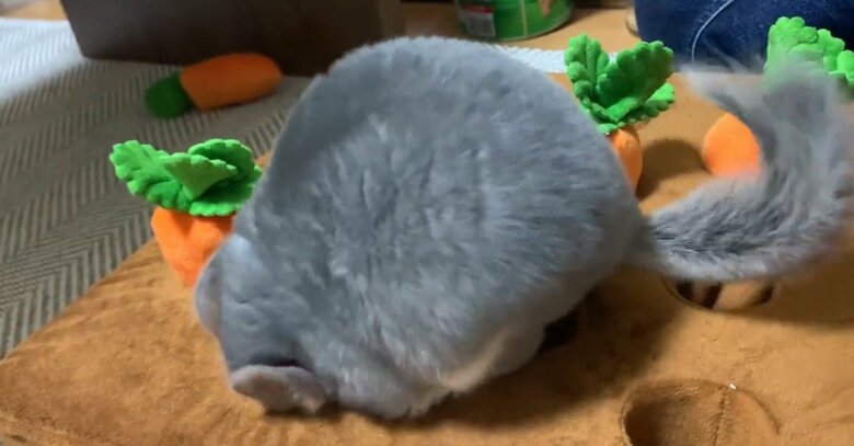 提供：金太郎の日常さん