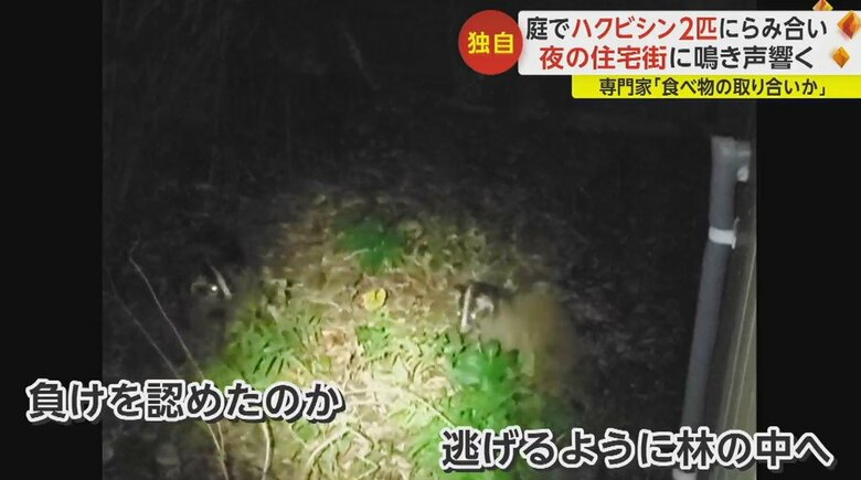 ハクビシン同士の“けんか”の様子