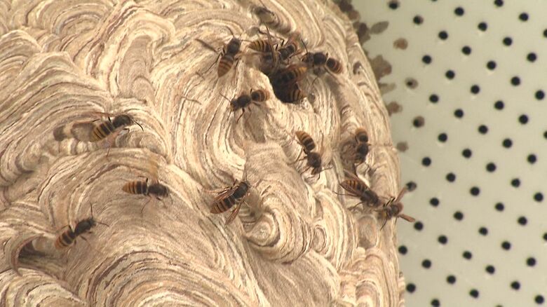 スズメバチは住宅地でも巣を作る