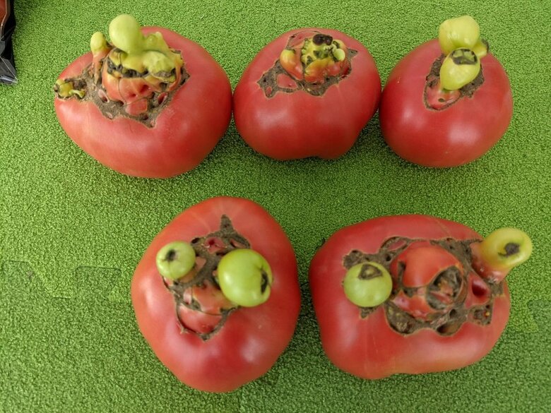 大きさも形もさまざま