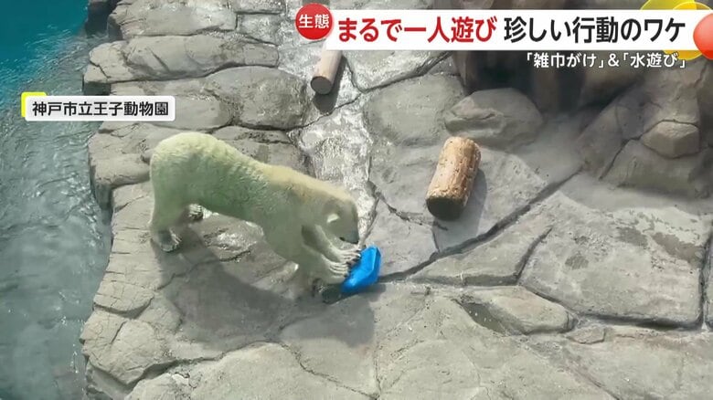 丸太を前足でどかすとポリタンクを整え、再びスイーッと進んでいたホッキョクグマ