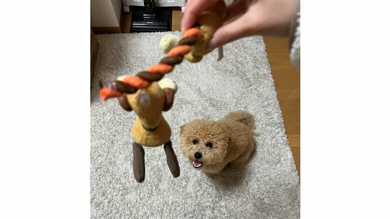 ポテチくん用のおもちゃもたくさんある