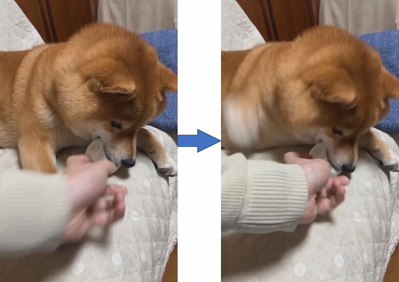 飼い主さんが手を伸ばすと素早く反応