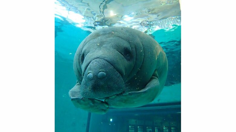 前肢は短そうに見えるが口まで余裕で届く　ユマ（提供：国営沖縄記念公園（海洋博公園）・沖縄美ら海水族館）