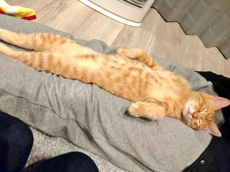 別の日にも同じ体勢で寝ている
