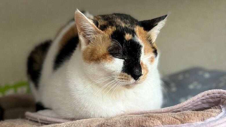 まったりしているミケ子ちゃん