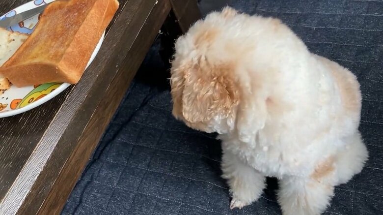 パンは見てないですよ　テーブルの下に顔を動かしていた