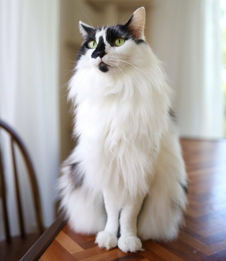 先住猫のそらくん