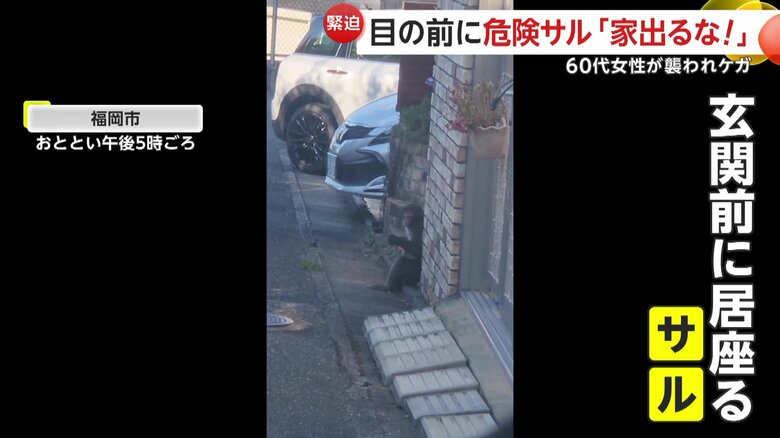 家の前に居座るサルの姿（1日17時ごろ、福岡市）