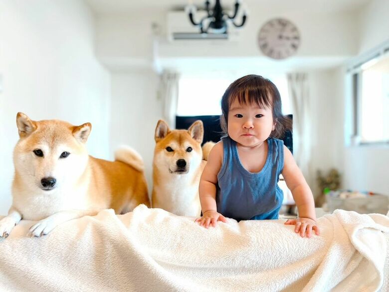 左：豆介くん　中央：コロ介くん　右：娘さん（提供：柴犬Mamesuke・Korosuke大阪さん）