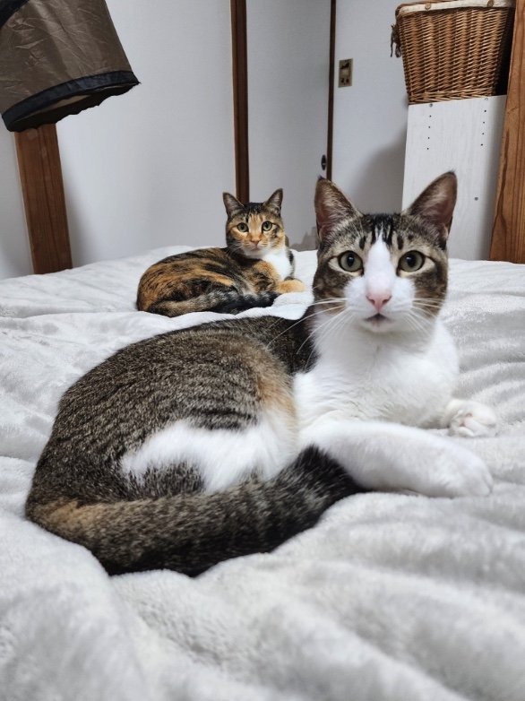 上：むぎちゃん　下：ももちゃん（提供：にゃん報さん）