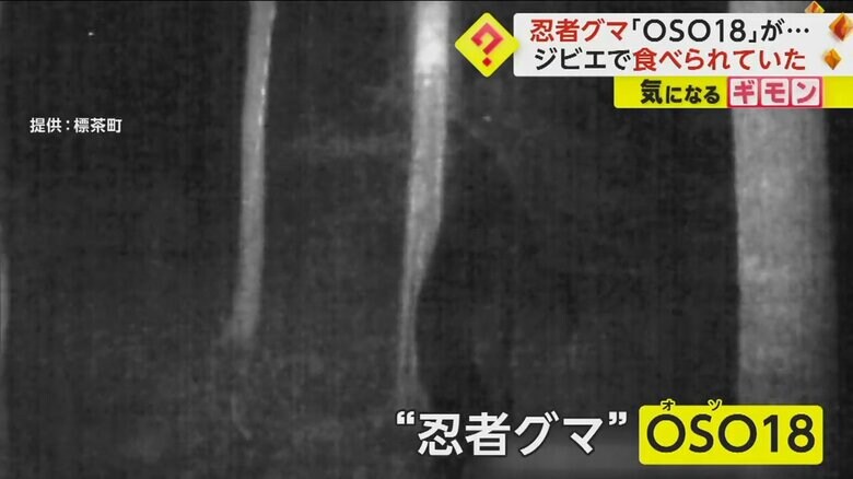 駆除される前、カメラに収められたOSO18の姿