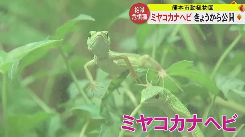 絶滅危惧種に指定されている「ミヤコカナヘビ」