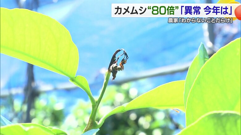 カメムシに汁を吸われ枯れてしまった「紅まどんな」の芽