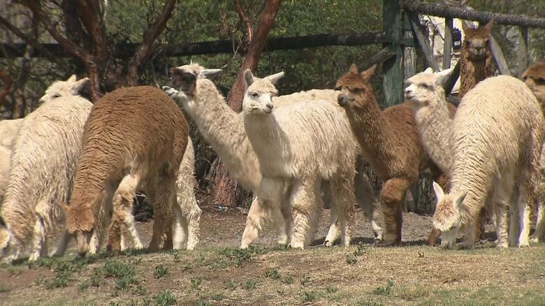 佳子さまを歓迎するアルパカたち