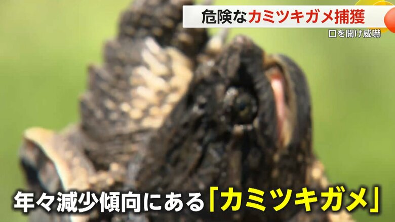 千葉県は根絶を目指している特定外来生物の｢カミツキガメ」