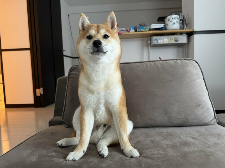 捕獲後、解放されて無の表情（提供：わさび一族さん）