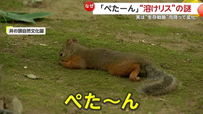 地面にお腹をつけて寝そべるリス