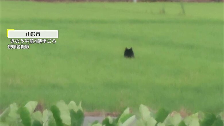 田んぼをはね歩くクマが自転車の男性とニアミスの瞬間②