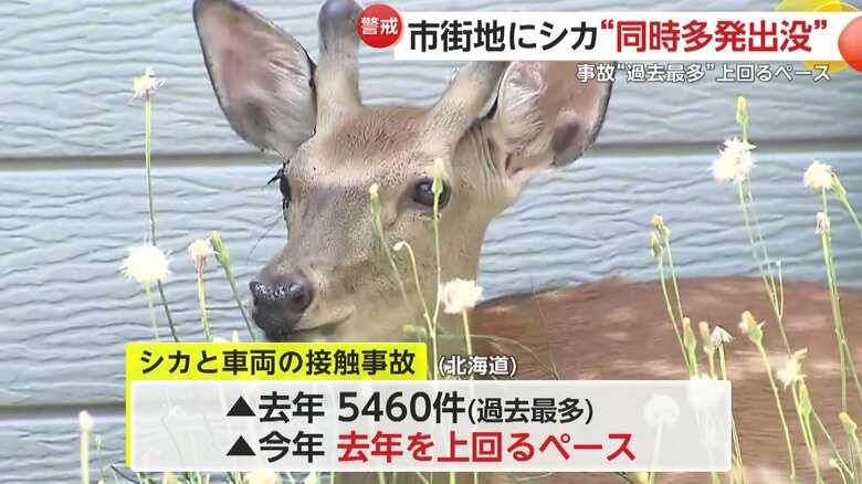 国道近くで確認されていたシカ