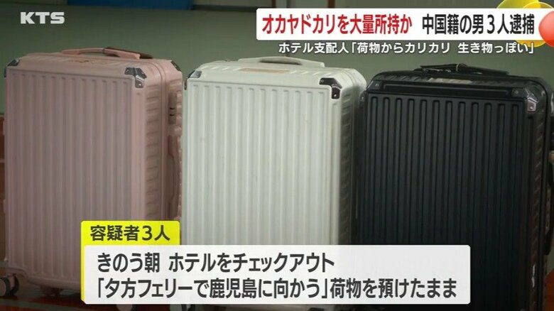 3人はオオヤドカリが入ったスーツケースをホテルに預けたままだった