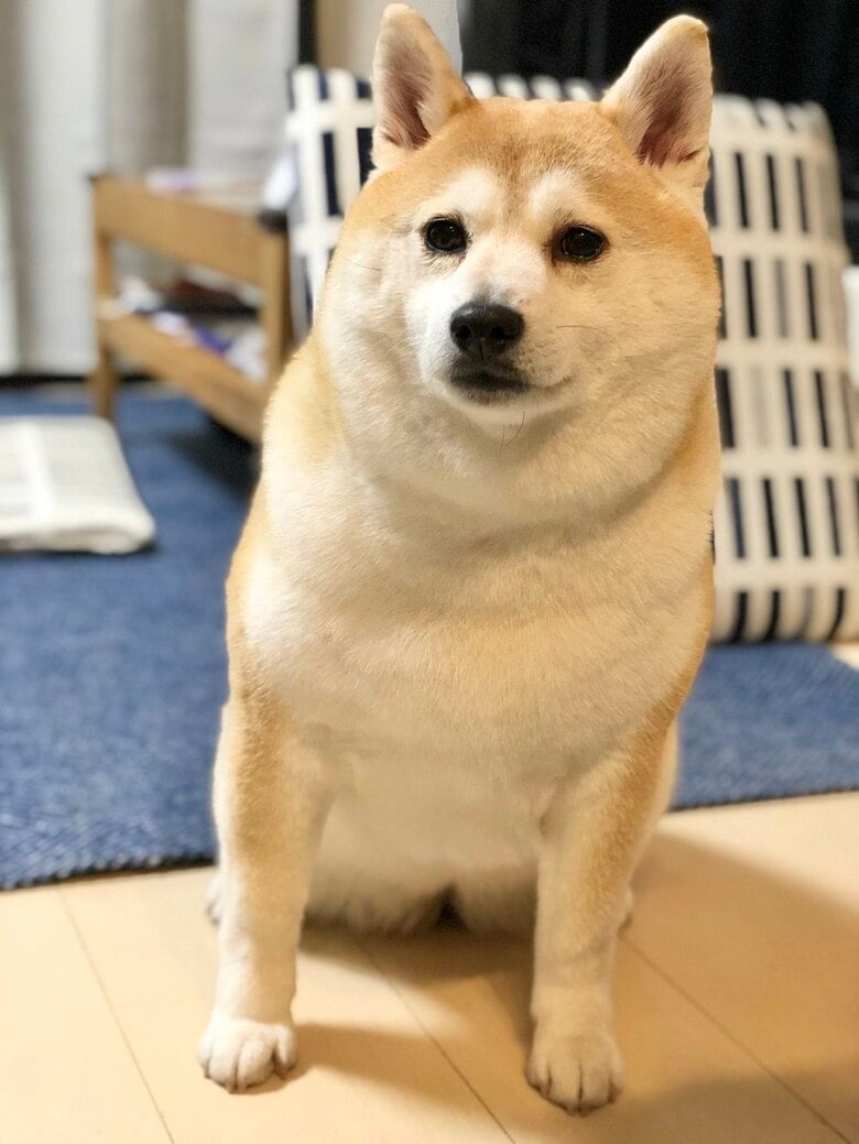 りりしい姿
