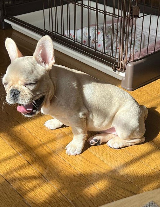 提供：みるくちゃん