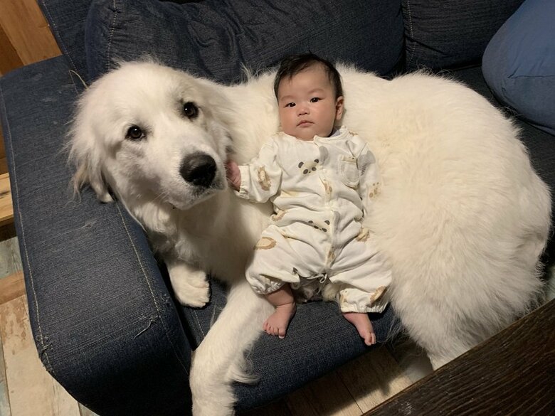 シュシュちゃんをベッドに