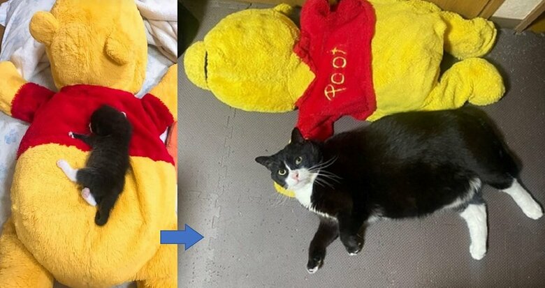 凛くん　左：引き取った頃　右：現在