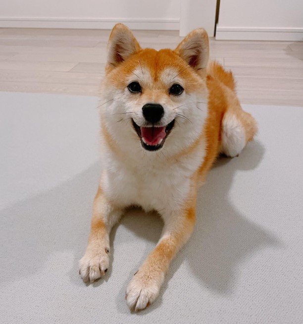 提供：豆柴ちくわ&がんもさん