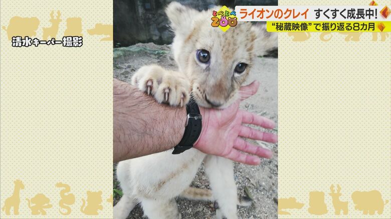 清水キーパー撮影
