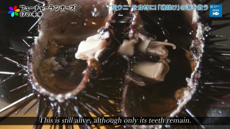 歯だけが残ったウニ