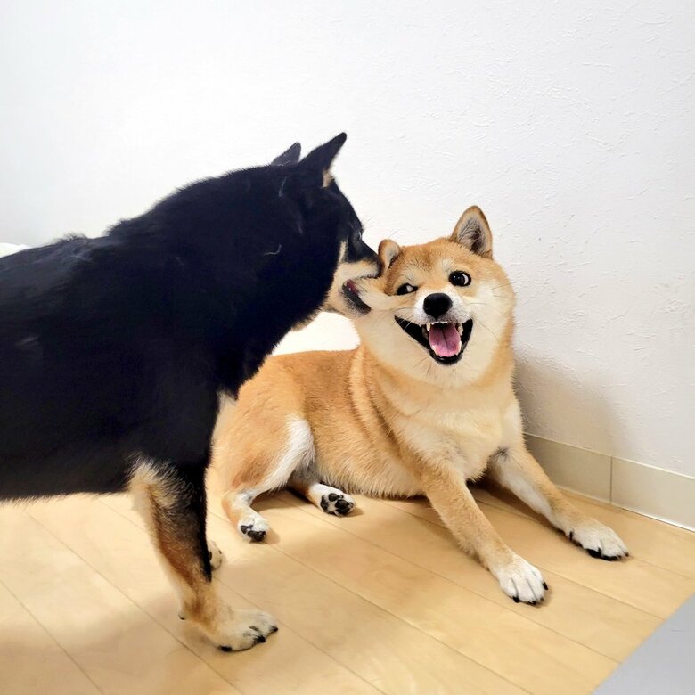 提供：kuroazu_beansさん