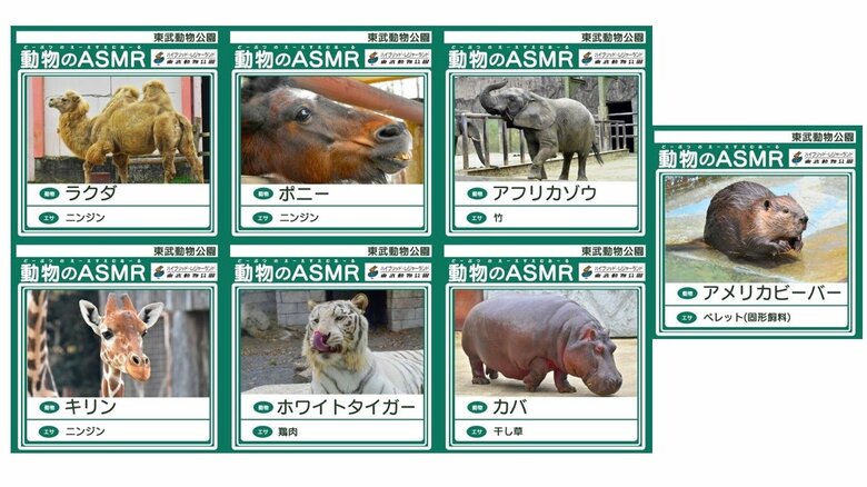 今回配信される7種の動物。サムネイルはどこかで見た学習帳風（画像提供：東武動物公園）