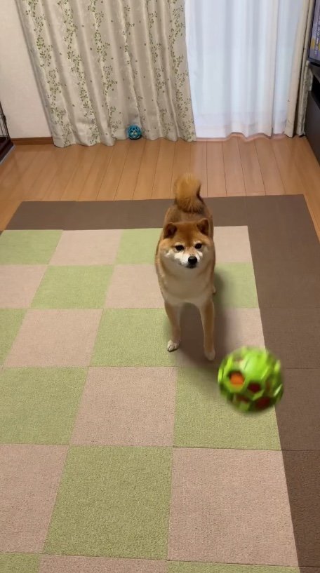 大きいボールの時は…（提供：Nerushibaさん）